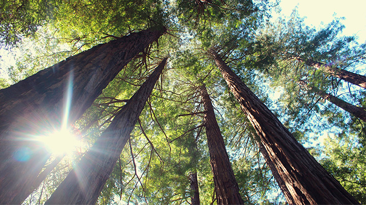 The oral microbiome controls our whole wellbeing & is controlled by our wellbeing